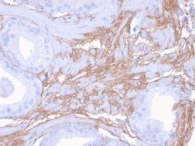 Decorin Monoclonal Mouse Antibody (DCN/3523)
