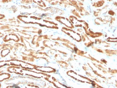 Erythropoietin Recombinant Monoclonal Rabbit Antibody (EPO/3793R)
