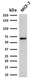 Estrogen Receptor, Alpha Recombinant Monoclonal Mouse Antibody (rESR1/1935)