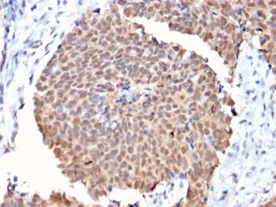 Fas associated factor 1 Monoclonal Mouse Antibody (CPTC-FAF1-2)
