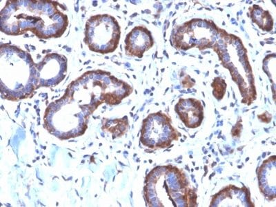 Ferritin, Light Chain Recombinant Monoclonal Rabbit Antibody (FTL/2338R)