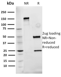 Fibronectin Monoclonal Mouse Antibody (Fn-3)