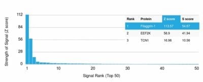 Filaggrin Monoclonal Mouse Antibody (FLG/1561)