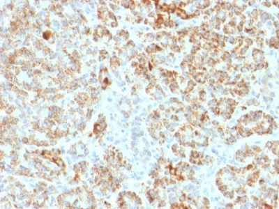 Frataxin Monoclonal Mouse Antibody (FXN/2124)
