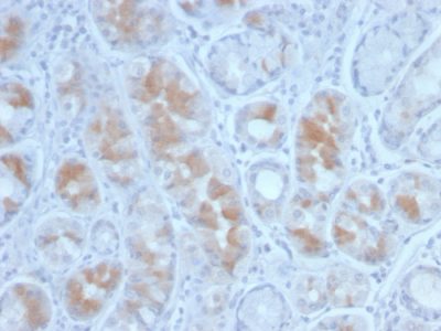 Gastrin Monoclonal Mouse Antibody (GAST/2634)