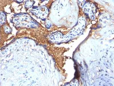 Glycophorin A / CD235a Polyclonal Rabbit Antibody (N/A)