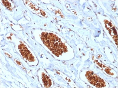 Glycophorin A / CD235a Recombinant Monoclonal Mouse Antibody (rGYPA/280)