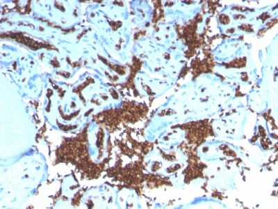 Glycophorin A / CD235a Recombinant Monoclonal Rabbit Antibody (GYPA/3219R)