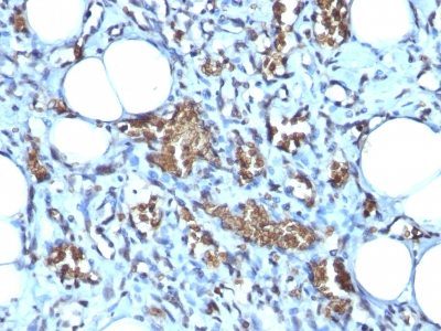 Glycophorin-A / CD235a Monoclonal Mouse Antibody (GYPA/280)