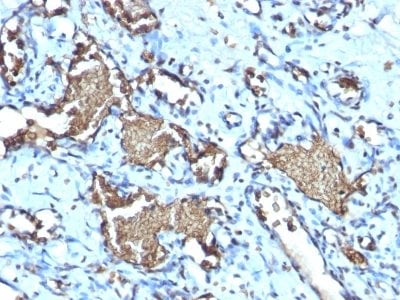 Glycophorin-A / CD235a Recombinant Monoclonal Rabbit Antibody (GYPA/1725R)
