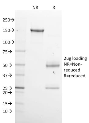 GPN1 / XAB1 Monoclonal Mouse Antibody (GPN1/2350)