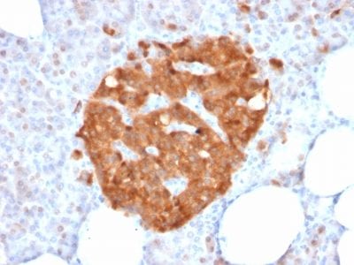 GPN1 / XAB1 Monoclonal Mouse Antibody (GPN1/2350)