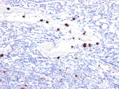Granulocyte Colony Stimulating Factor Monoclonal Mouse Antibody (CSF3/900)