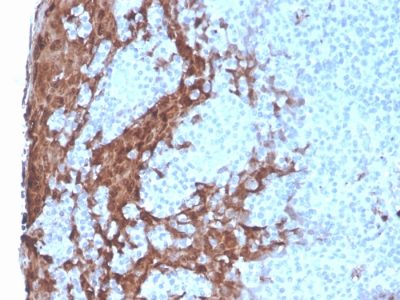 Granulocyte Colony Stimulating Factor Recombinant Monoclonal Mouse Antibody (rCSF3/900)