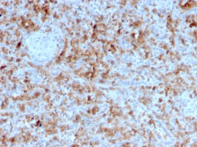 Granzyme B Monoclonal Mouse Antibody (GZMB/3055)