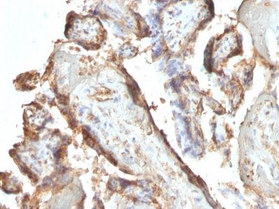 HCG intact Monoclonal Mouse Antibody (HCGab/52)