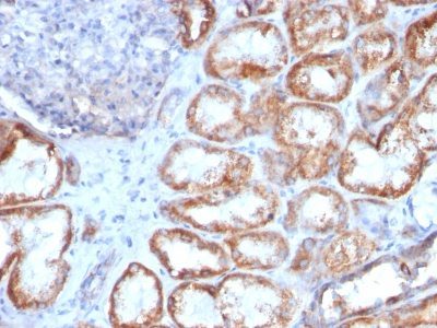 HSP60 Monoclonal Mouse Antibody (HSPD1/780)