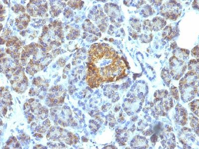 HSP60 Monoclonal Mouse Antibody (LK1)