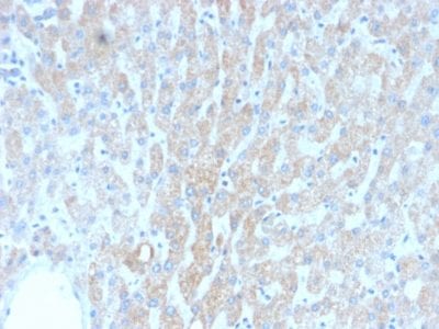 HSP60 Recombinant Monoclonal Mouse Antibody (rGROEL/780)