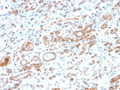 HSP60 Recombinant Monoclonal Rabbit Antibody (HSPD1/2206R)