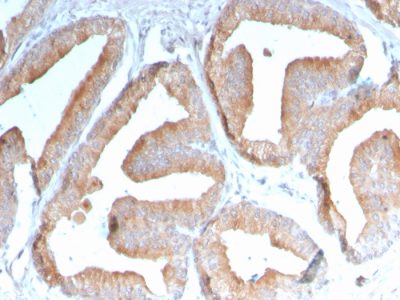 ICOS-L / ICOS Ligand / B7RP-1 Monoclonal Mouse Antibody (ICOSL/3111)