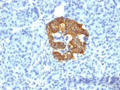 Insulin Monoclonal Mouse Antibody (2D11-H5)