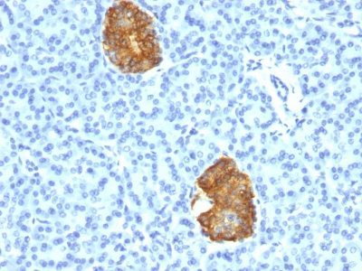 Insulin Monoclonal Mouse Antibody (E2-E3 + 2D11-H5)
