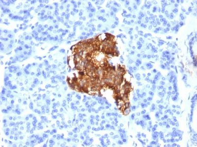 Insulin Monoclonal Mouse Antibody (E2-E3)