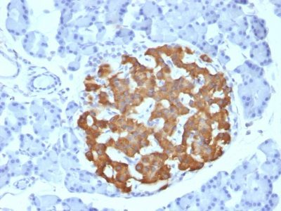Insulin Monoclonal Mouse Antibody (IRDN/794)