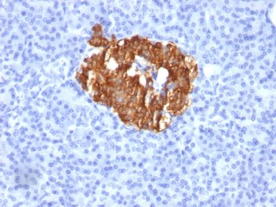 Insulin Monoclonal Mouse Antibody (K36aC10)