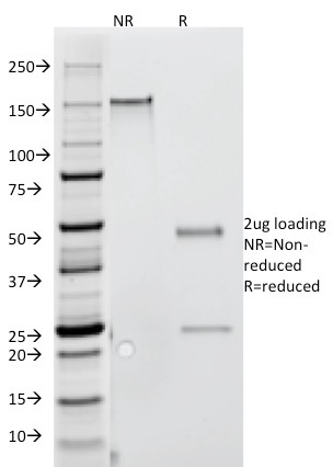 Interferon Gamma Monoclonal Mouse Antibody (G-23)