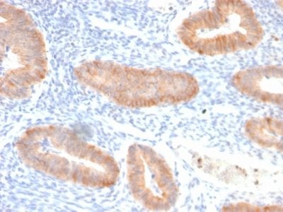 Interleukin 10 Recombinant Monoclonal Rabbit Antibody (IL10/2651R)