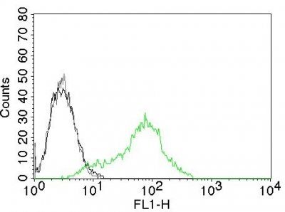 Ku-Holo Monoclonal Mouse Antibody (KU729)