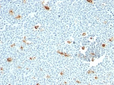 Macrophage Specific Antigen Monoclonal Mouse Antibody (LN-5)