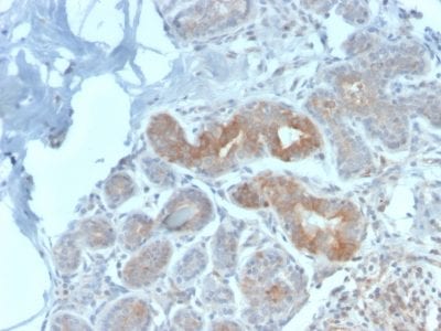 Major Vault Protein Recombinant Monoclonal Rabbit Antibody (VP2897R)