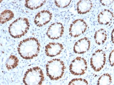 MCM6 Monoclonal Mouse Antibody (MCM6/2999)