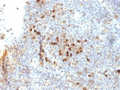 MHC-II Monoclonal Mouse Antibody (19-26.1)