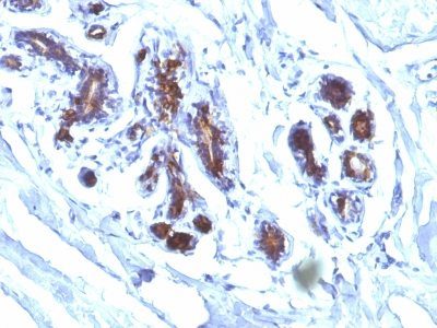 Milk Fat Globulin Monoclonal Mouse Antibody (EDM45)
