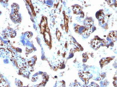 Moesin Monoclonal Mouse Antibody (MSN/491)