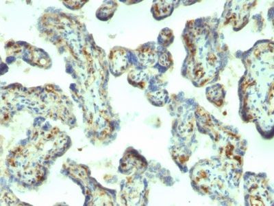 Moesin Monoclonal Mouse Antibody (MSN/492)