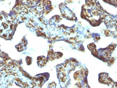 Moesin Monoclonal Mouse Antibody (MSN/493)