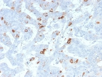Mucin 2 / MUC2 Recombinant Monoclonal Rabbit Antibody (MLP/2970R)