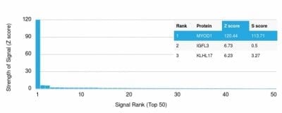 MyoD1 Recombinant Monoclonal Mouse Antibody (rMYD712)