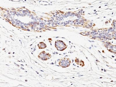 Myosin, Smooth Muscle Heavy Chain Monoclonal Mouse Antibody (MYH11/923)