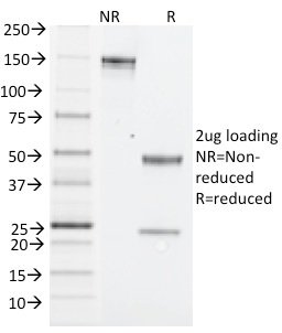 NK1.1 / CD161c / Klrb1c, Mouse Monoclonal Mouse Antibody (PK136)