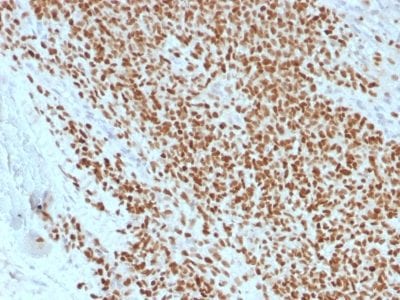 NKX2.2 Recombinant Monoclonal Mouse Antibody (rNX2/1523)