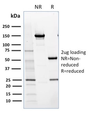 NRF1 Monoclonal Mouse Antibody (NRF1/2609)