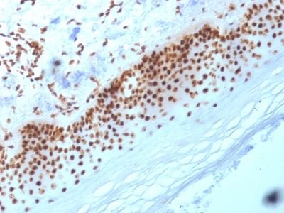 Nucleophosmin Monoclonal Mouse Antibody (NA24)