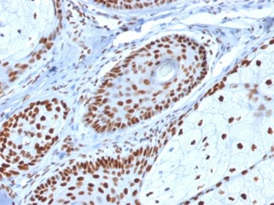 Nucleophosmin Monoclonal Mouse Antibody (NPM1/1902)