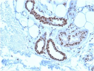 Nucleophosmin Monoclonal Mouse Antibody (NPM1/3285)
